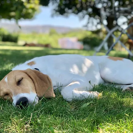 Corte Odorico * 페데몬테