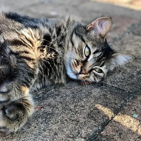 Corte Odorico 아파트 *