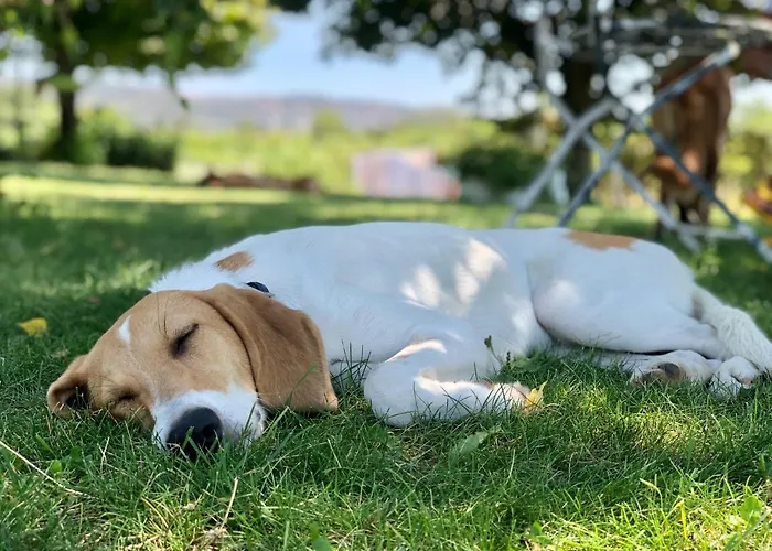 Corte Odorico * Pedemonte