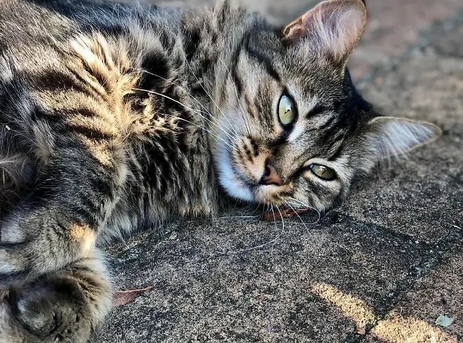 Corte Odorico Apartamento *